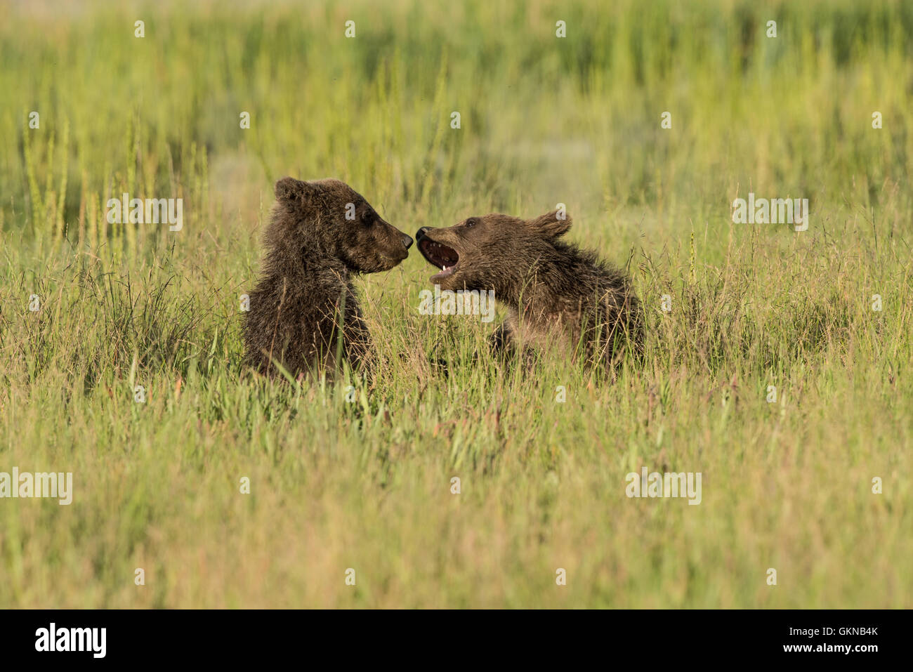 Alaskan brown bear cubs playing Stock Photo - Alamy