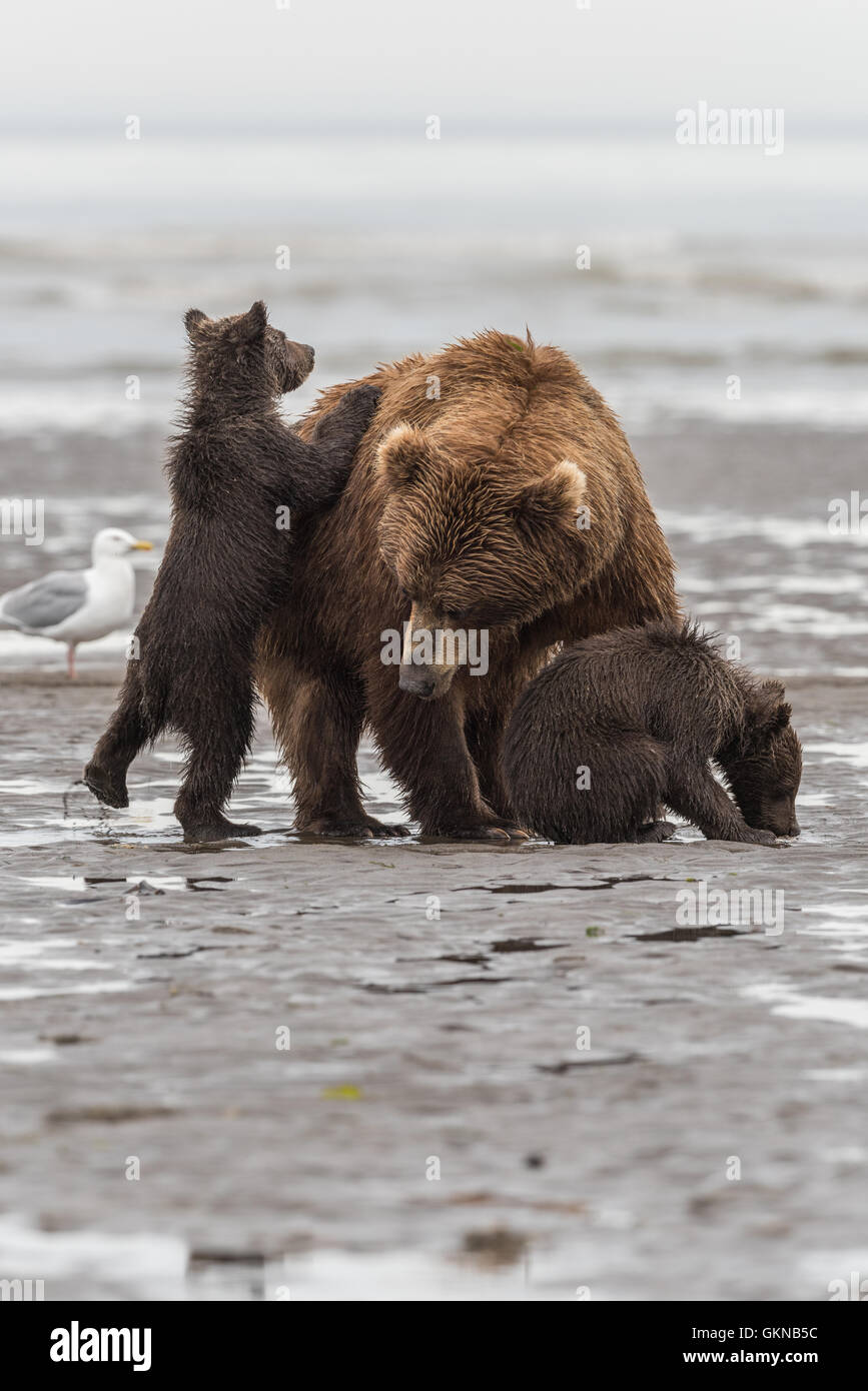 Alaskan brown bear mother and cubs on beach Stock Photo - Alamy