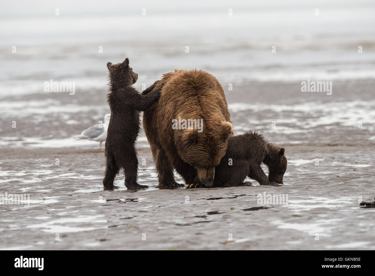 Alaskan brown bear mother and cubs on beach Stock Photo - Alamy