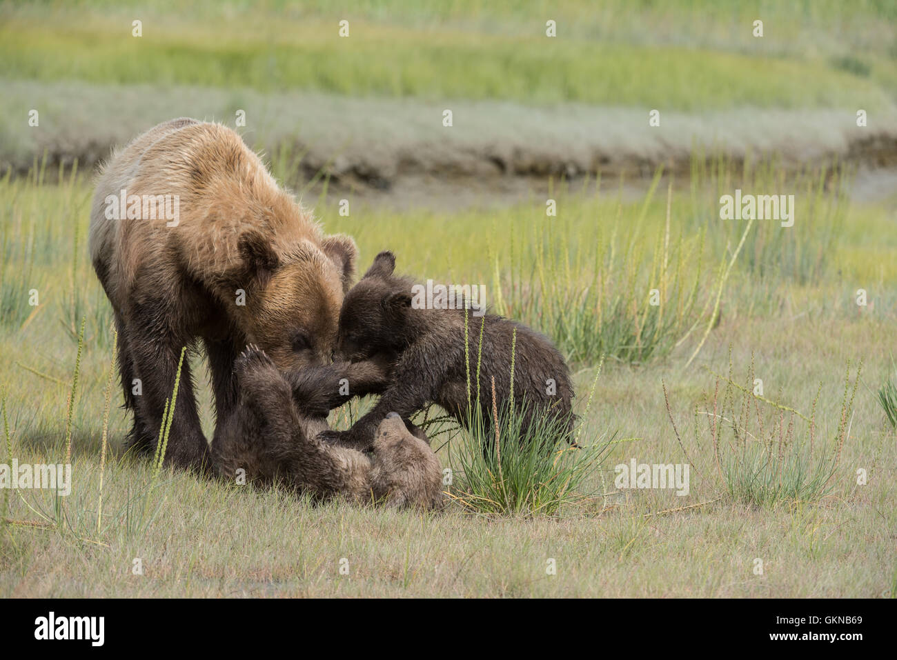 Alaskan brown bear cubs playing Stock Photo - Alamy
