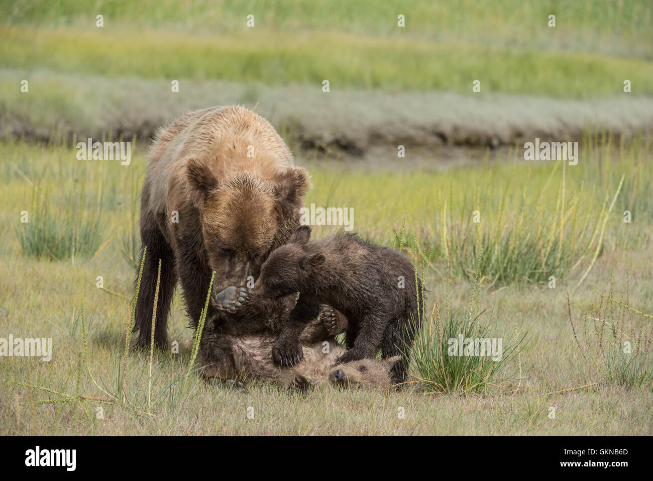 Alaskan brown bear cubs playing Stock Photo - Alamy