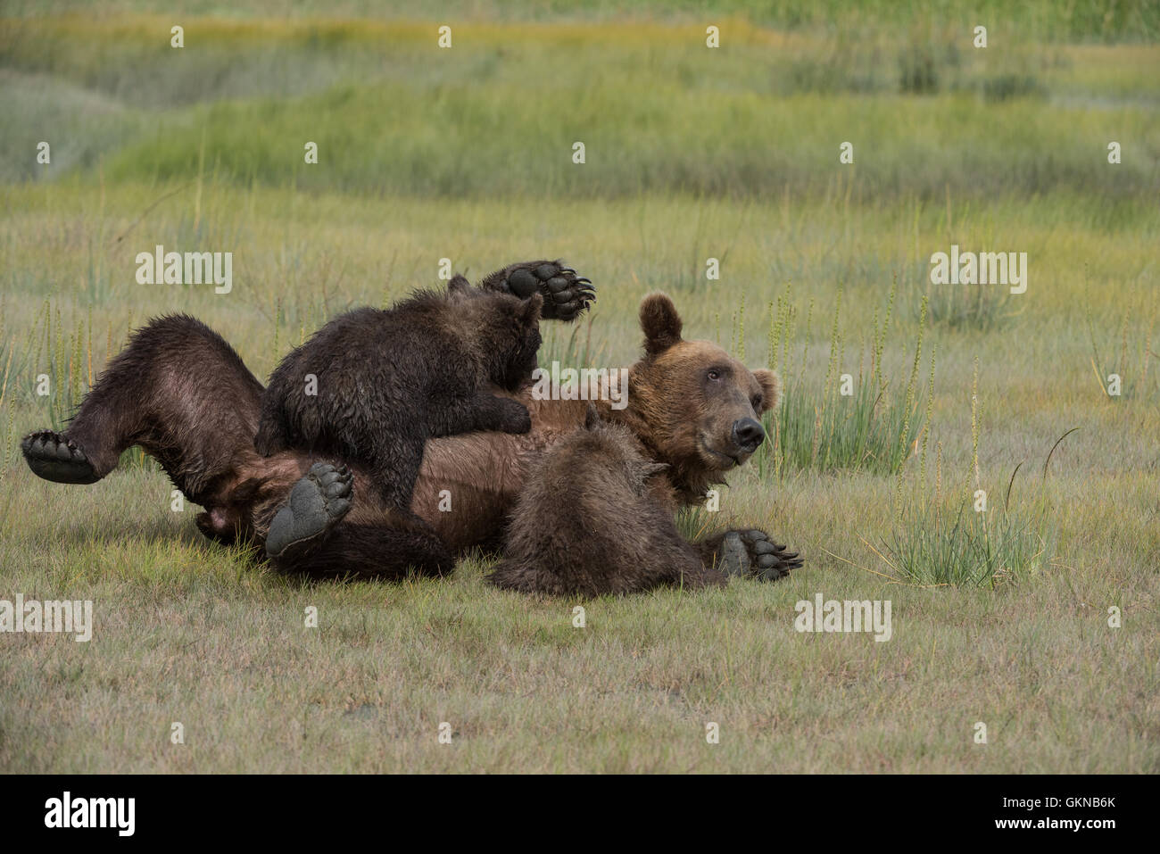 Alaskan brown bear nursing cubs Stock Photo