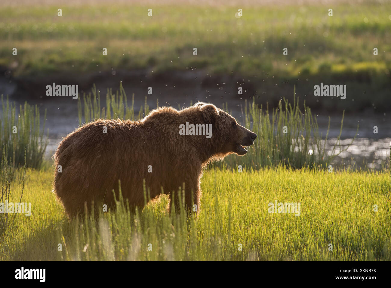 Alaskan brown bear in sedge meadow Stock Photo - Alamy