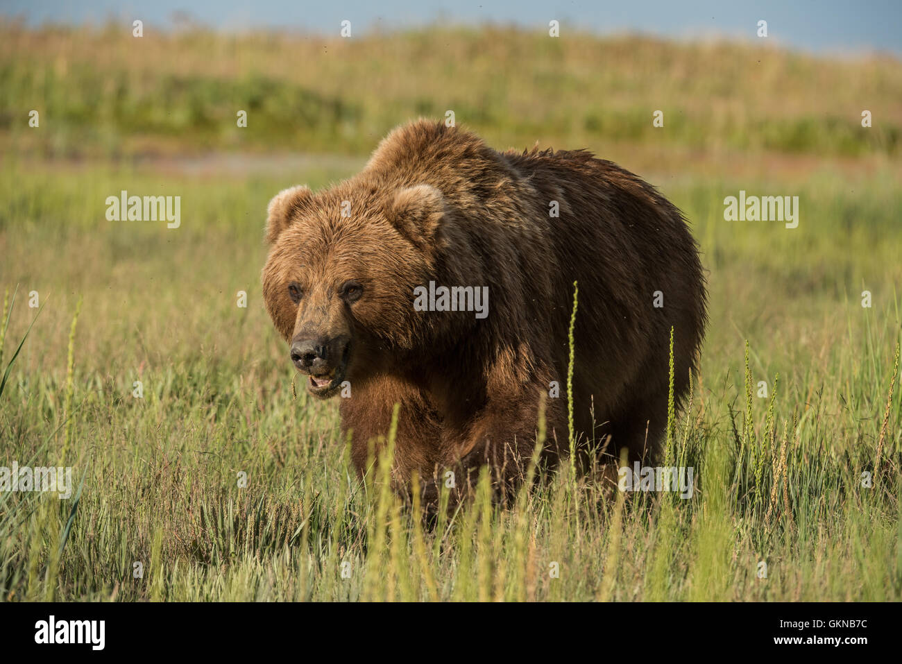 Alaskan brown bear in sedge meadow Stock Photo - Alamy