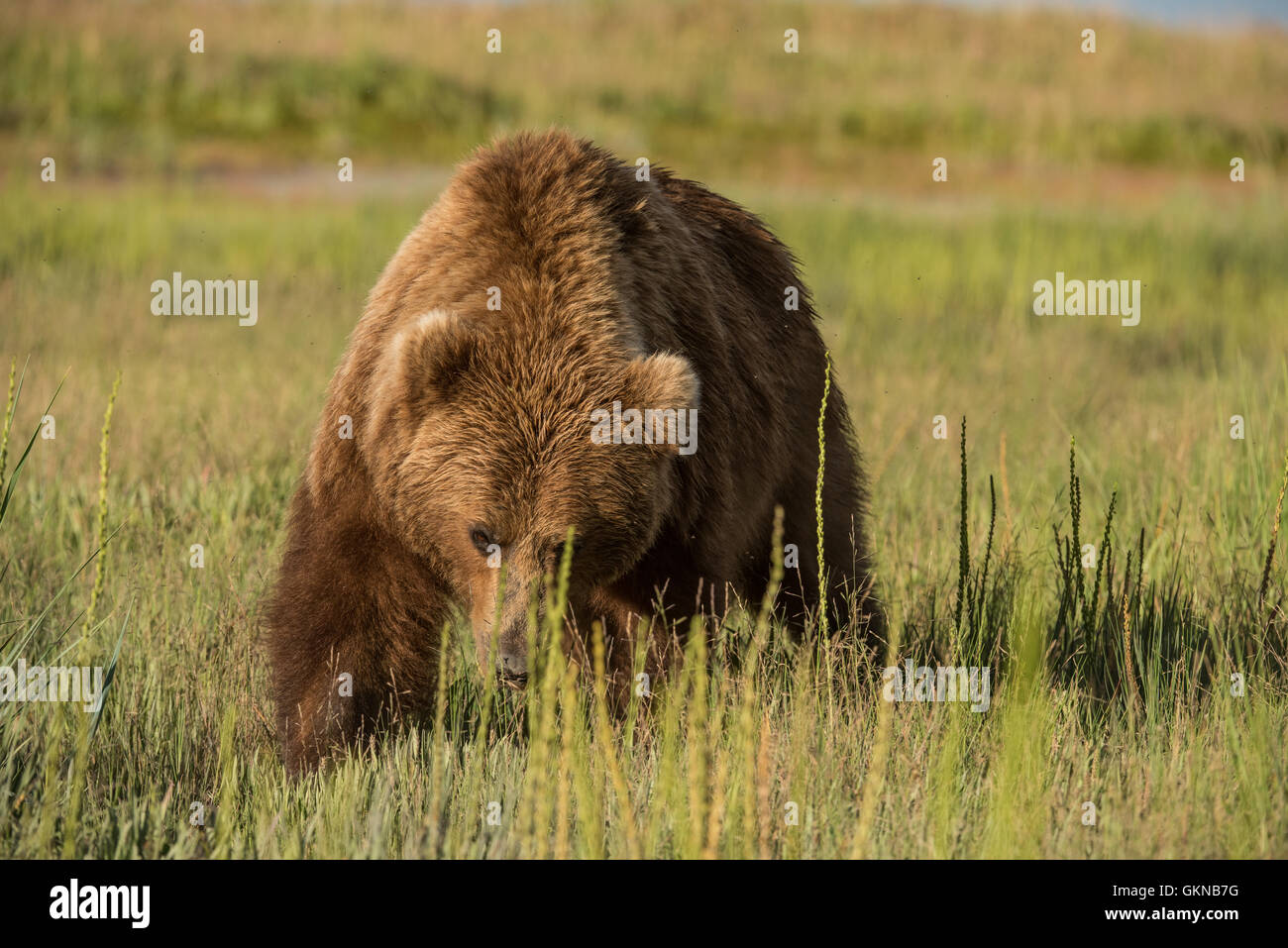 Alaskan brown bear in sedge meadow Stock Photo - Alamy