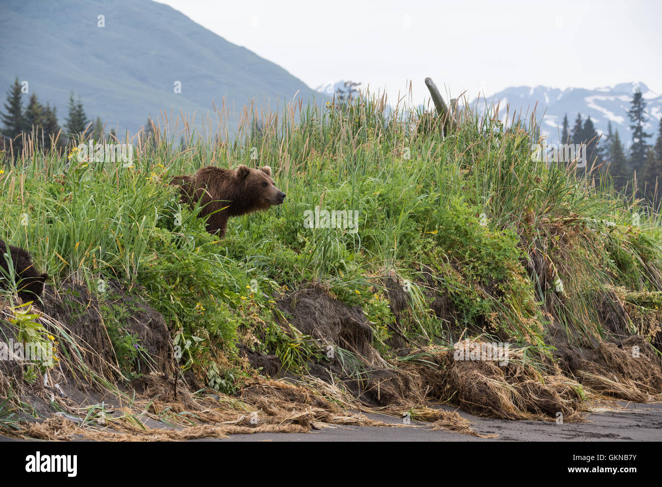 Alaskan brown bear in sedge meadow Stock Photo - Alamy