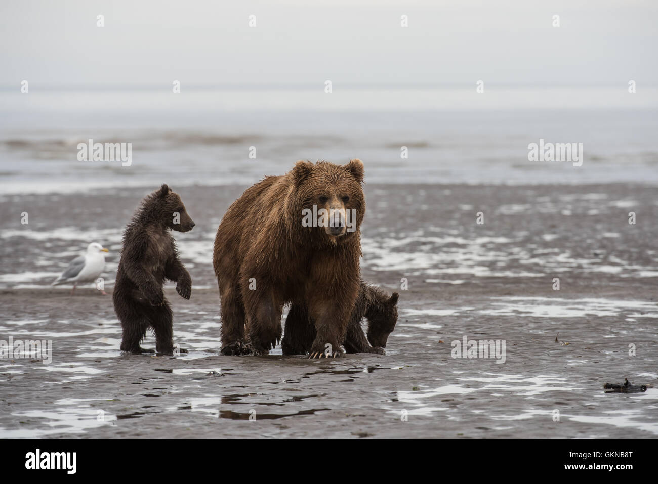 Mother Alaskan brown bear and cubs in alert posture Stock Photo - Alamy