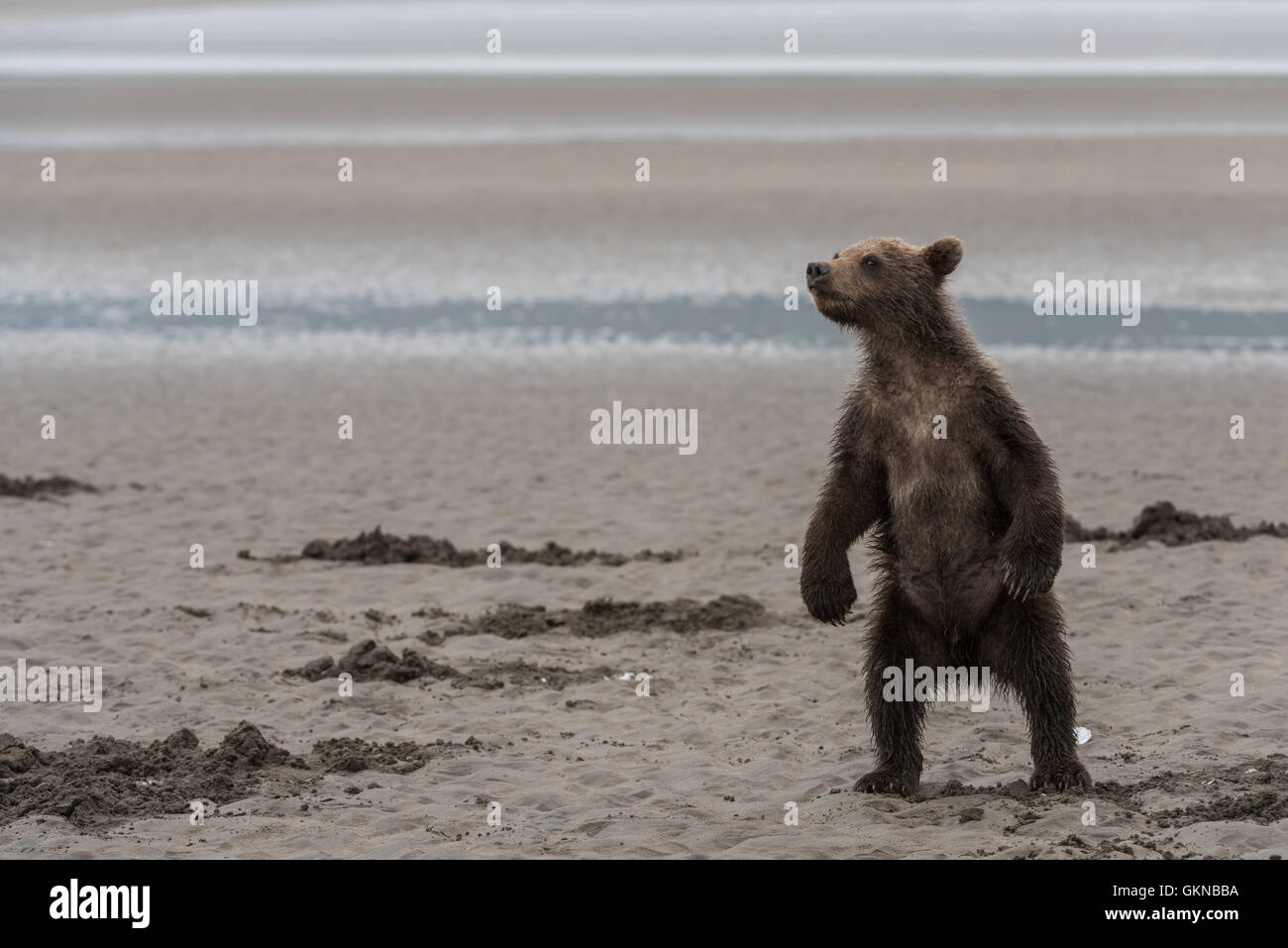 Alaskan brown bear cub standing. Stock Photo