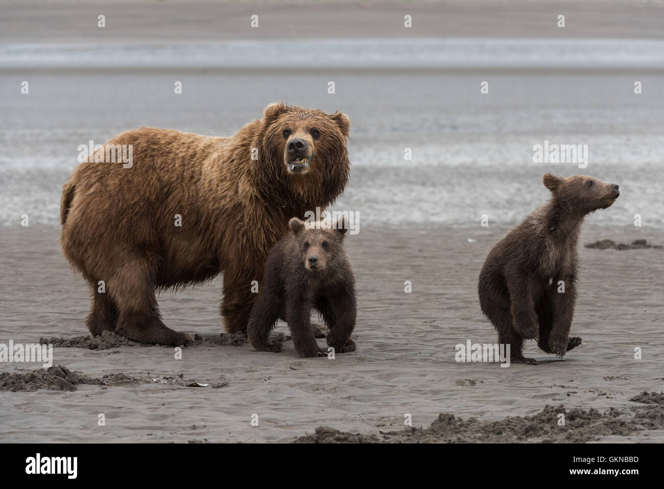 Mother Alaskan brown bear and cubs in alert posture Stock Photo - Alamy
