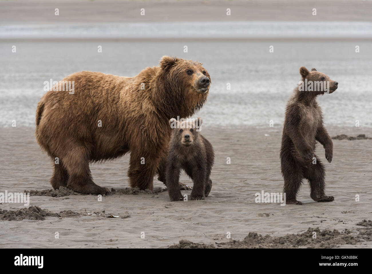 Mother Alaskan brown bear and cubs in alert posture Stock Photo - Alamy