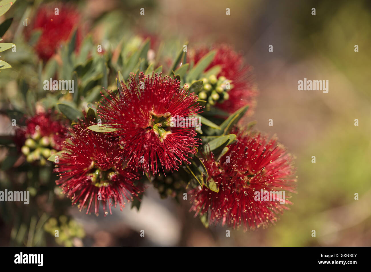 Spiky red hi res stock photography and images Alamy