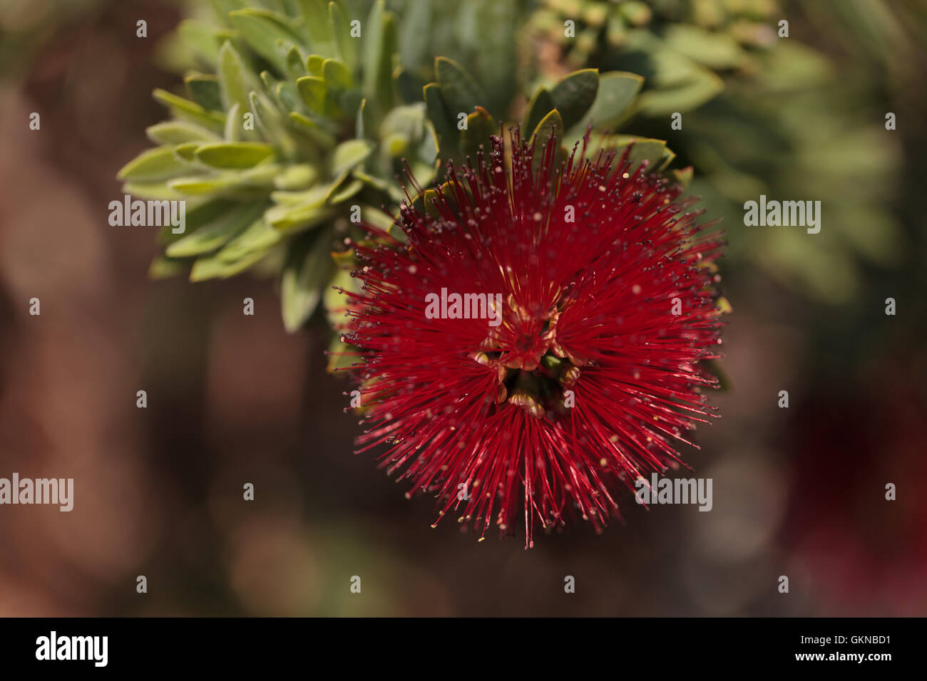 Spiky red puff flower Calliandra haematocephala on a green background ...