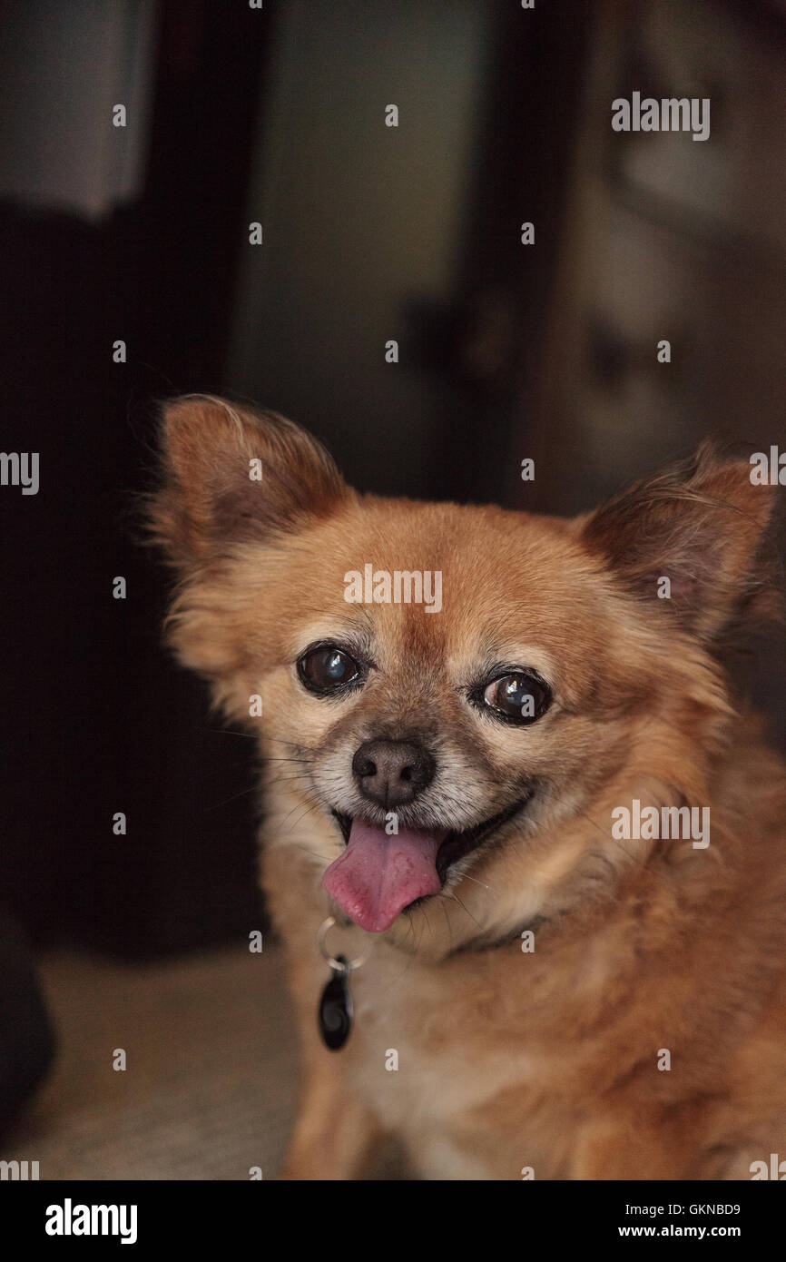 Chubby elderly Chihuahua Pomeranian mix dog smiling Stock Photo