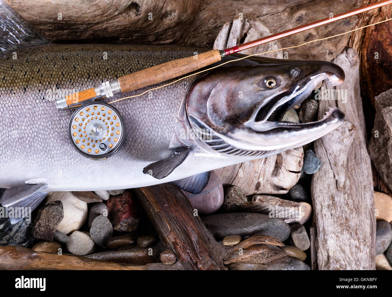 Top view of antique fly rod and reel on large trout with stones and drift wood in background. Stock Photo