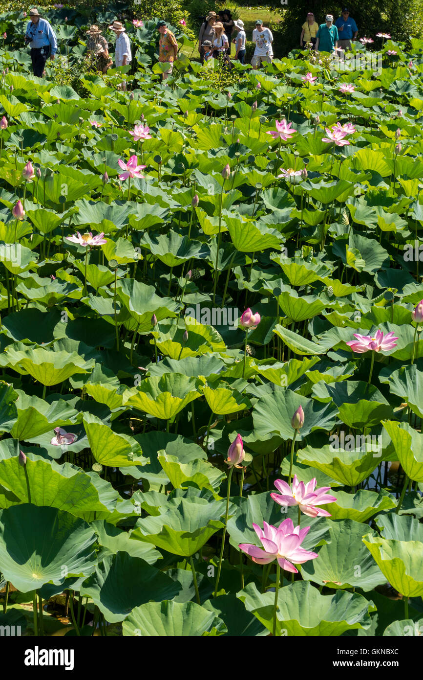 Kenilworth Park and Aquatic Gardens. Lotus in Washington DC Kenilworth Aquatic Garden. Ranger walk with visitors. Stock Photo