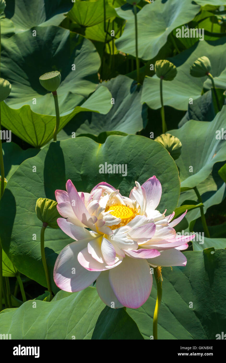 Lotus in Washington DC Kenilworth Park and Aquatic Gardens Stock Photo