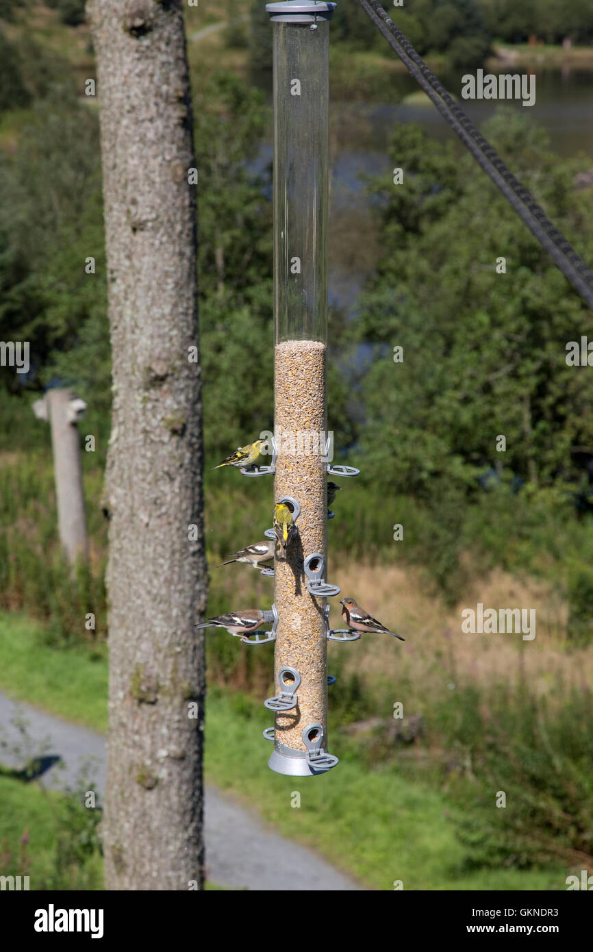 Siskins and chaffinches on large bird feeder Bwlch Nant Yr Arian Visitor Centre Ceredigion Mid Wales Stock Photo