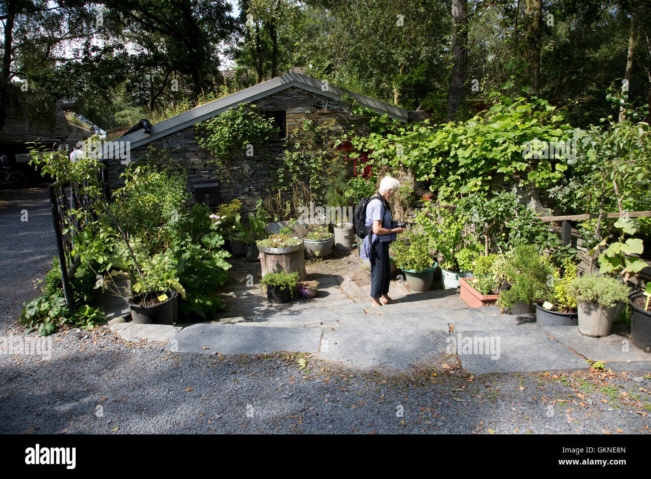 Woman looking at container garden using variety of pots and receptacles Centre for Alternative Technology Machynlleth Stock Photo