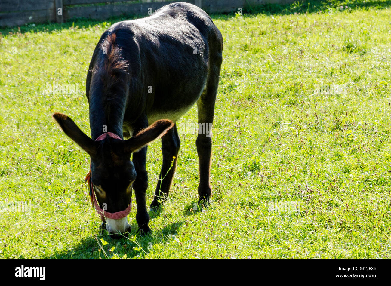 A cute donkey while eating grass Stock Photo - Alamy