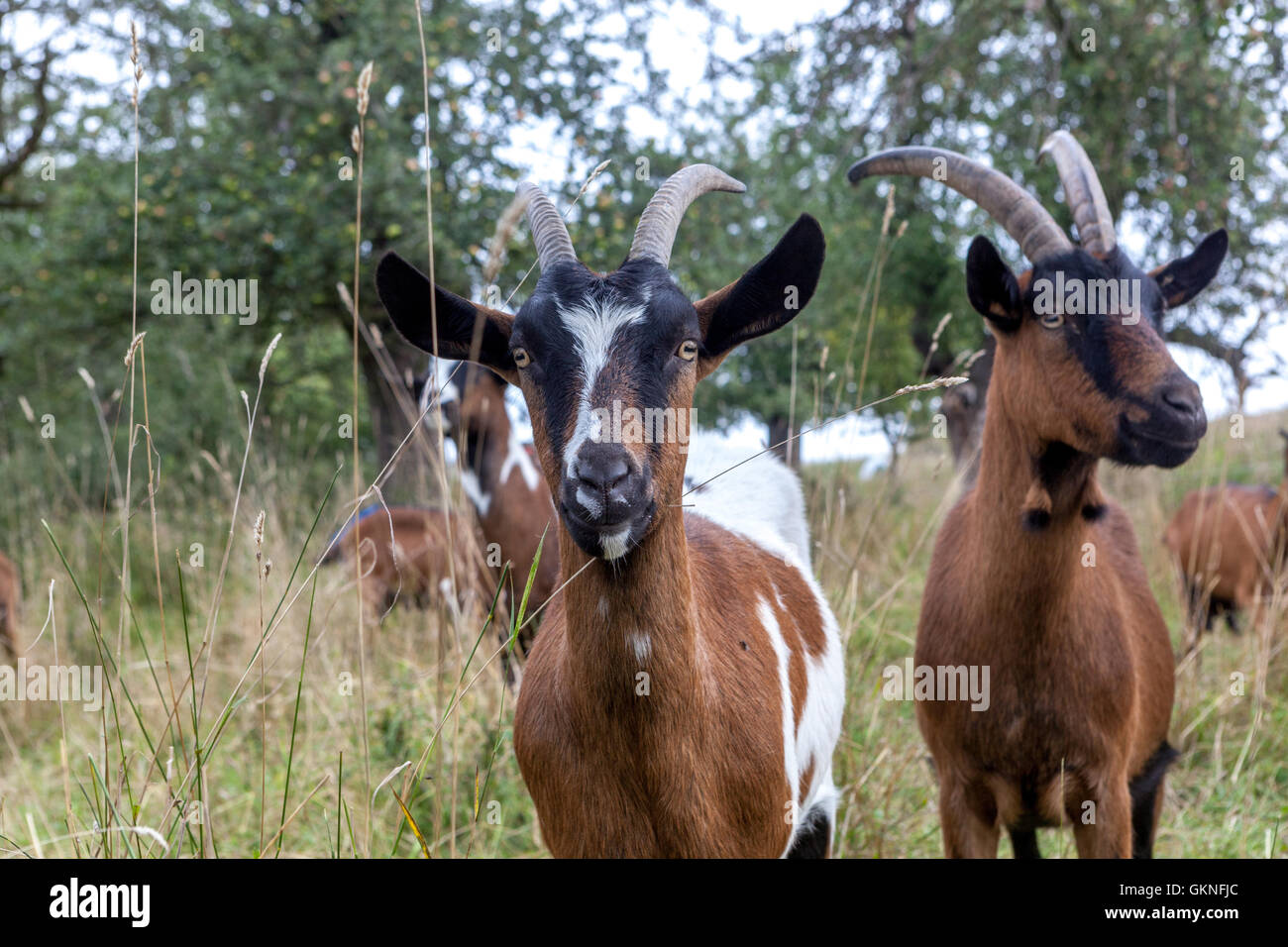 Goats with horns, Czech Republic Stock Photo