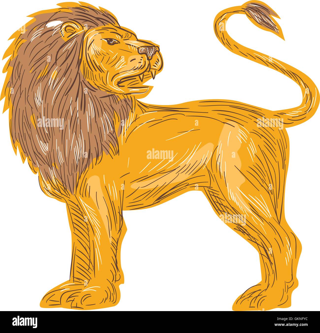 Drawing sketch style illustration of an angry lion big cat roaring showing teeth fangs looking to the back viewed from the side Stock Vector