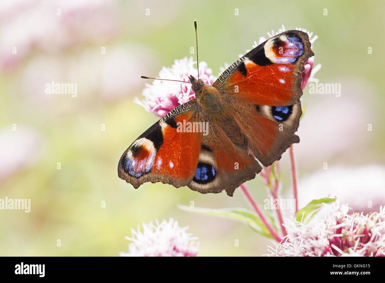 Peacock sits on flowers, Netherlands Stock Photo