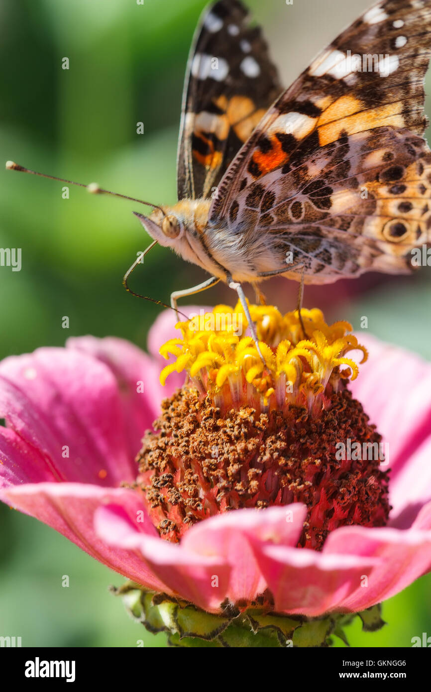 Butterfly Eating Nectar High Resolution Stock Photography and Images