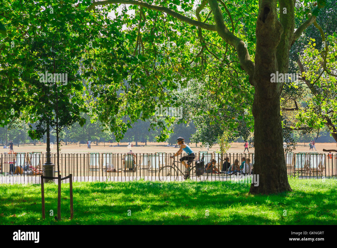Cycling London park, view on a summer afternoon of a cyclist riding through Hyde Park in London, England, UK, Stock Photo