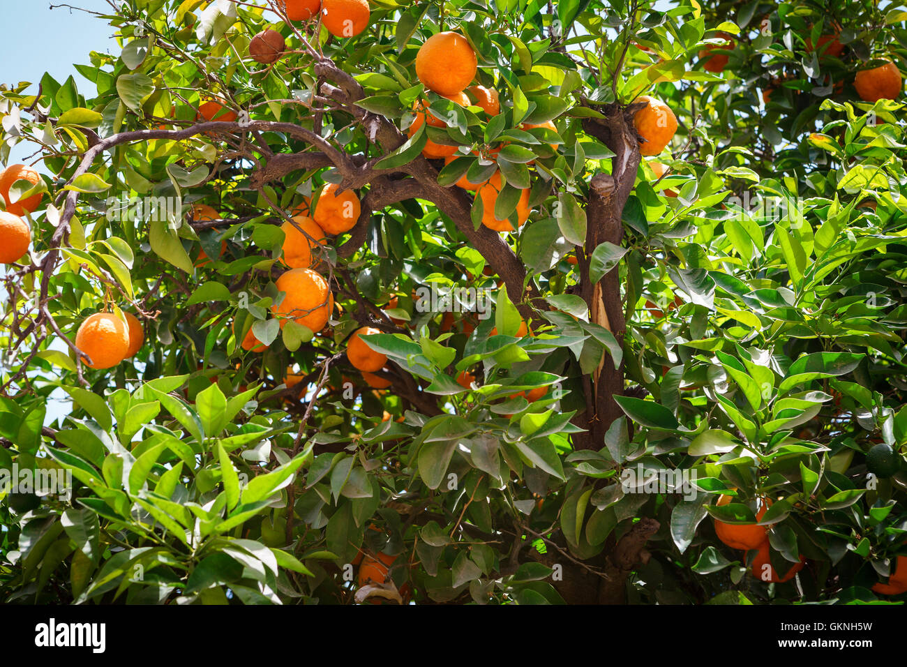 Ripe oranges on a tree Stock Photo