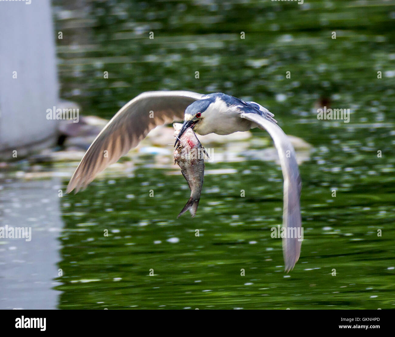 Flying Black crowned night heron caught a fish Stock Photo