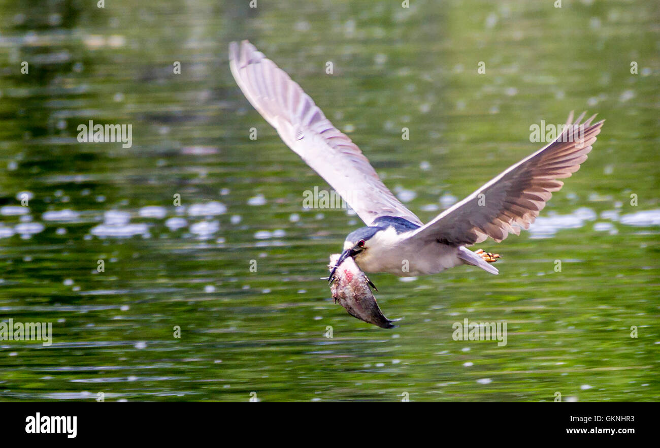 Flying Black crowned night heron caught a fish Stock Photo
