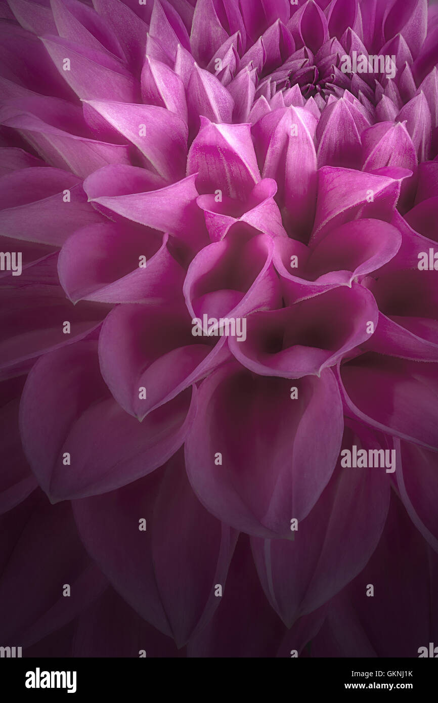 Purple flower petals, close up and macro of chrysanthemum, beautiful