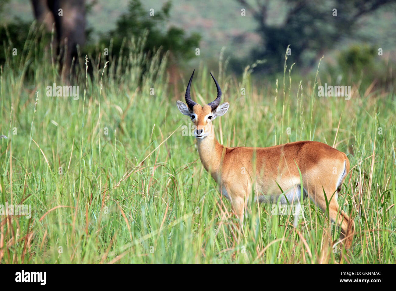 Ugandan Kob (Kobus kob thomasi) in High Grass. Ishasha, Queen Elisabeth, Uganda Stock Photo