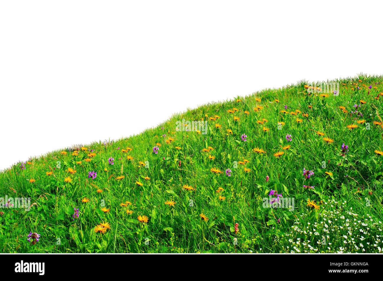 wild flowers in the meadow Stock Photo - Alamy