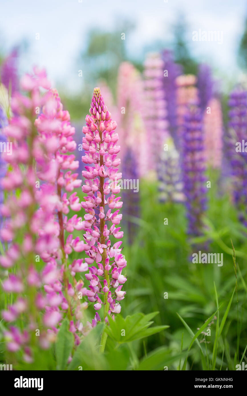 Colorful purple and pink lupins grow wild in Minnesota Stock Photo
