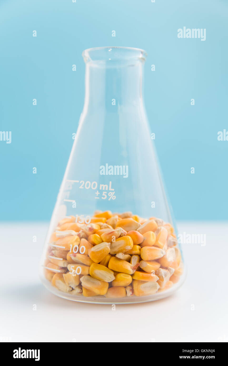 Corn in erlenmeyer flask on blue used in research of food and biofuels Stock Photo