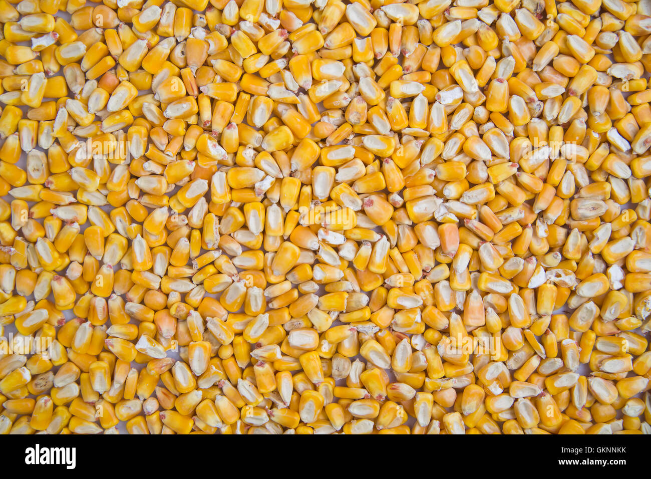 Flat lay photo of yellow feed corn Stock Photo