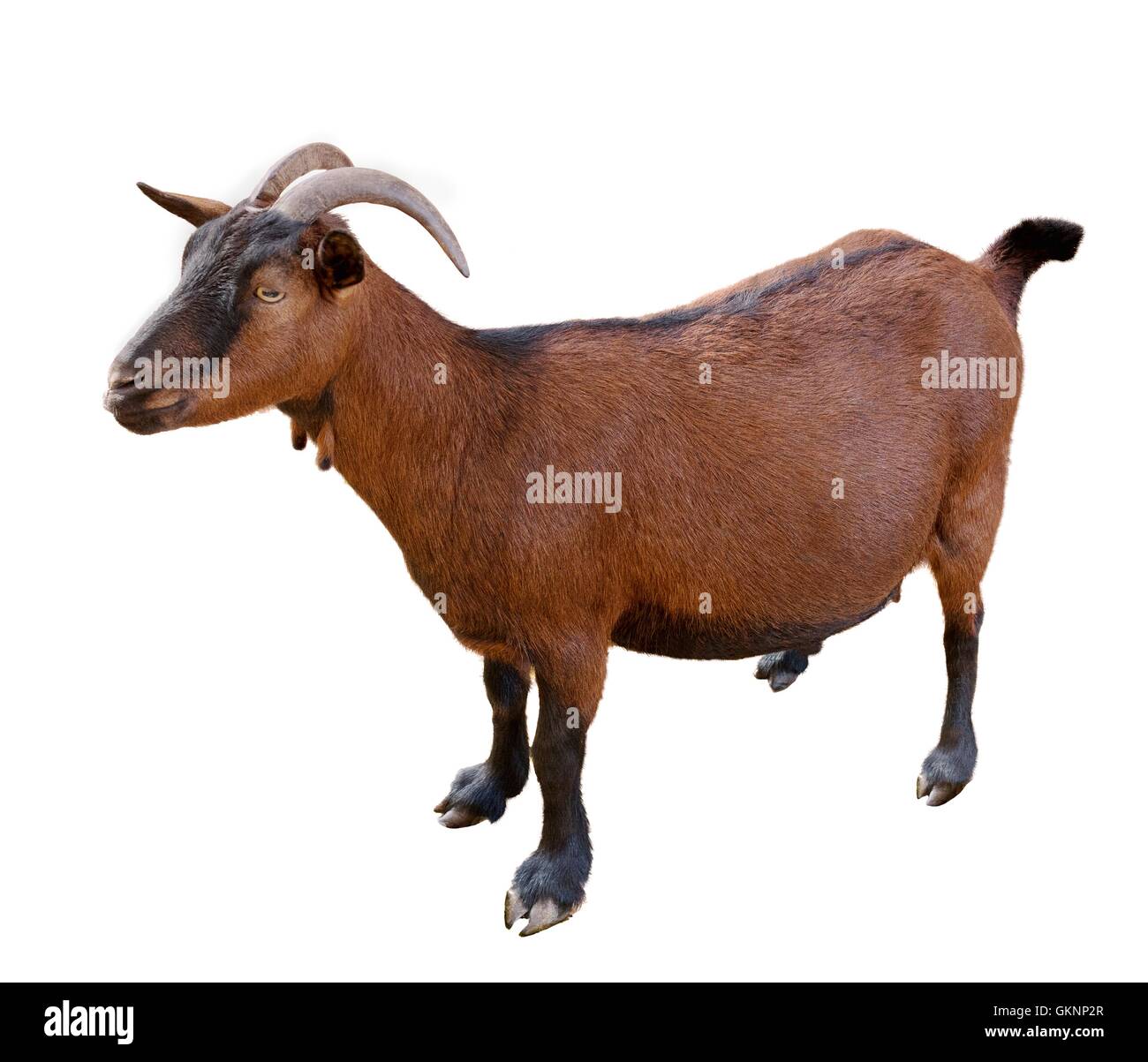 goat. domesticated, brown color Stock Photo Alamy