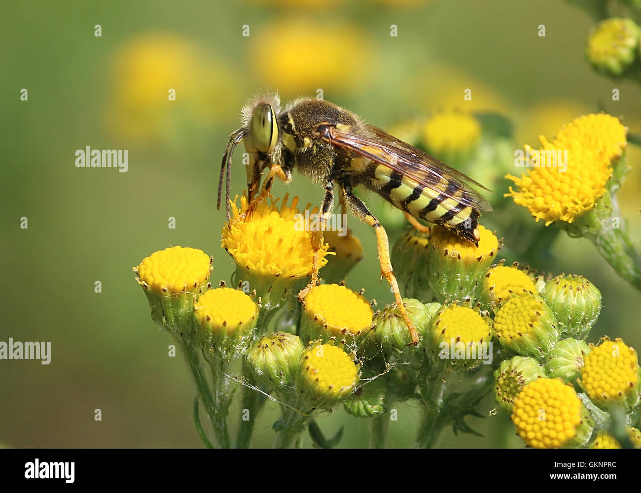 European Bembix rostrata green-eyed Sand wasp. Foraging on a yellow flower Stock Photo
