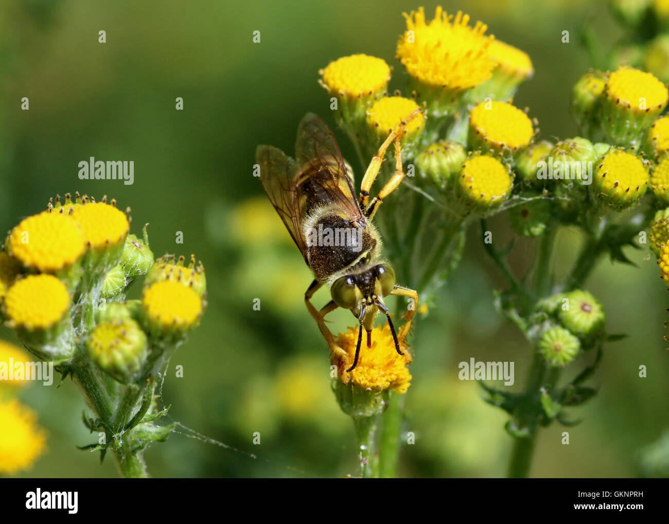 European Bembix rostrata Sand wasp foraging on a yellow flower Stock Photo