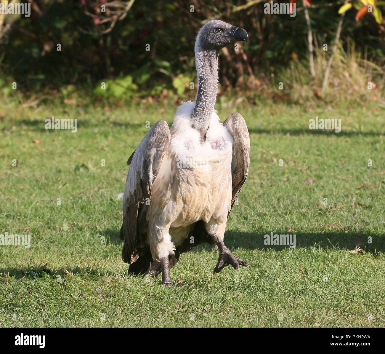 African White-backed vulture (Gyps africanus) walking, facing the ...