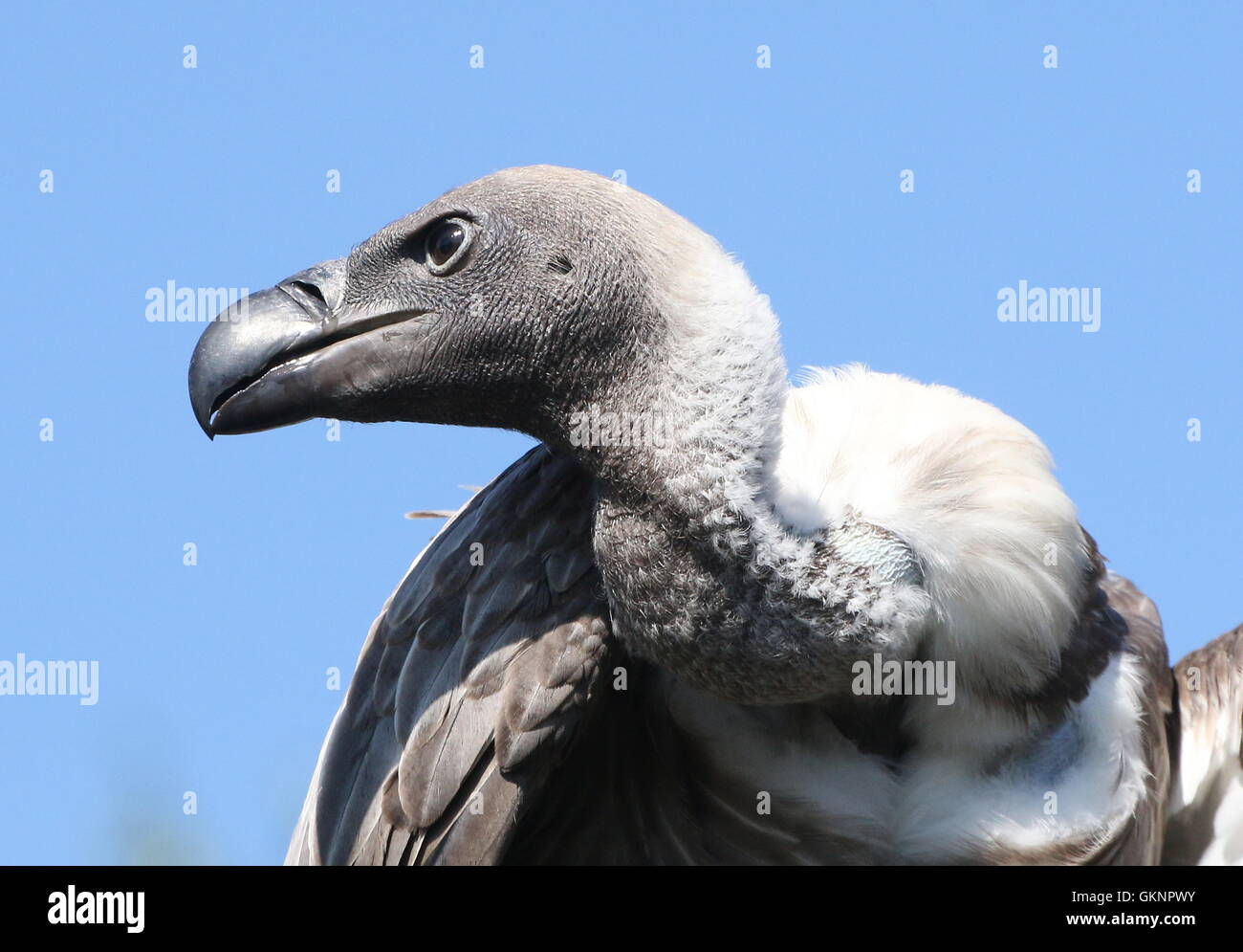 Portrait closeup of an African White-backed vulture (Gyps africanus ...