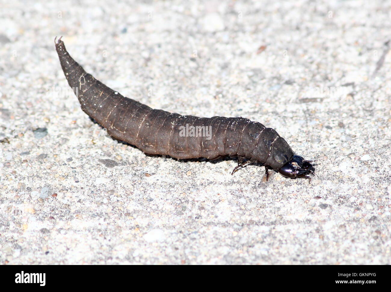 Larva of the European Great silver water beetle (Hydrophilus piceus) A.k.a Brown Hydrophile or Giant diving beetle. Stock Photo