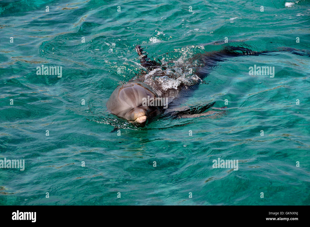 Close up of dolphins swimming in Dolphins in Caribbean Sea water Stock Photo