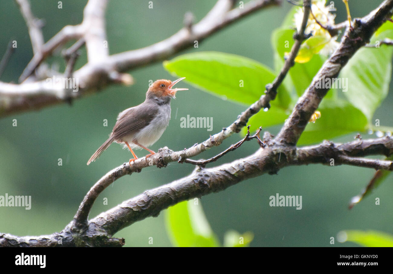 Ashy Tailorbird (Orthotomus ruficeps) singing in Bukit Lawang, Sumatra Stock Photo