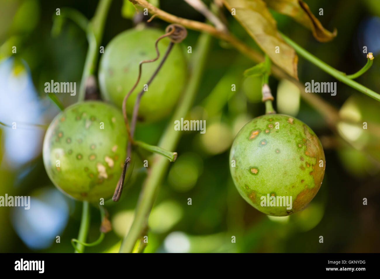 Unripe passion fruits in a Kenyan garden Stock Photo Alamy