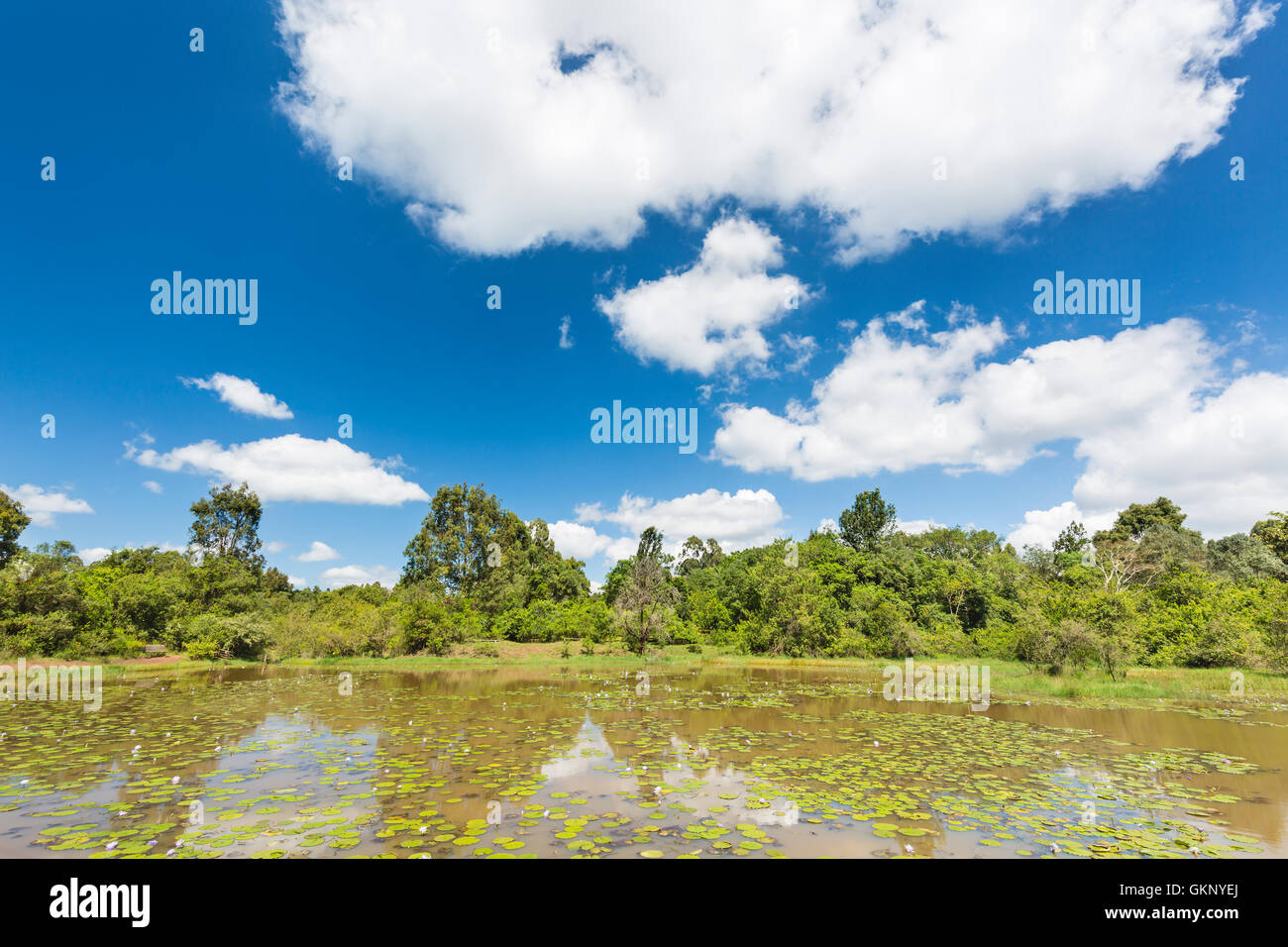 The beautiful Lily Lake in Karura Forest with deep blue sky in Nairobi, Kenya. Stock Photo