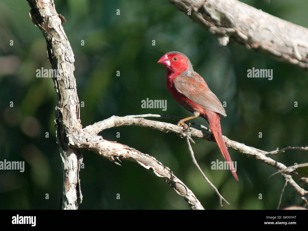 Crimson Finch (Neochmia phaeton) at Tyto Wetlands, Australia Stock Photo