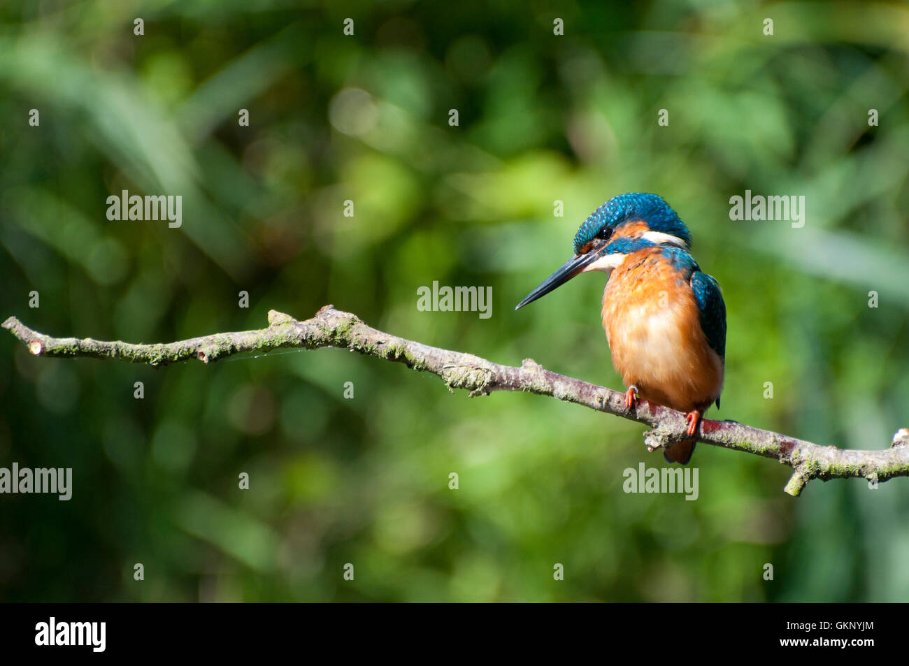 Common Kingfisher (Alcedo atthis) on a perch Stock Photo