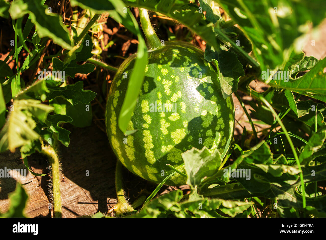 Watermelon in garden sun hi-res stock photography and images - Alamy